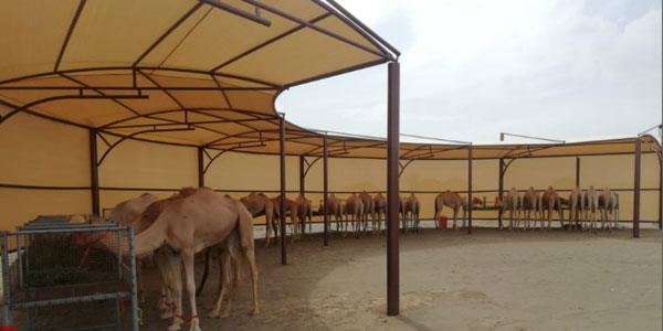 camel shelter supliers in uaeS